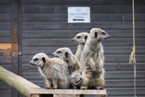 Days Out: Wild Discovery at Ribby Hall