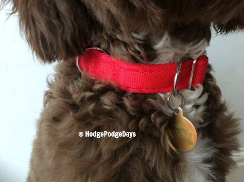 Review - Meg Heath Dog Leads & Collars