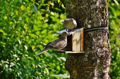 Common Birds To Spot In Your Garden This Summer